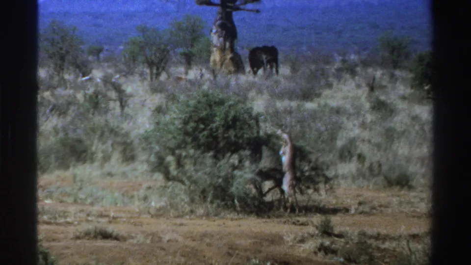1969 South Africa 8mm frame showing a giraffe browsing at a shrub while an elephant stands near a large tree across dry savanna.