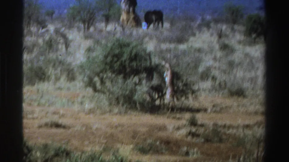 1969 South Africa home-movie frame with a giraffe partly beside a bush and an elephant grazing near a broad tree in the distance.