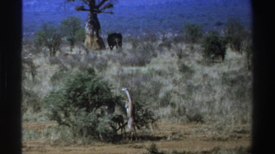 1969 South Africa 8mm frame showing the giraffe feeding lower in the brush, with distant elephant, dry grass, and scattered shrubs behind.