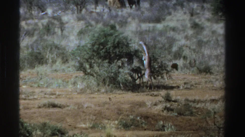 1969 South Africa frame with the giraffe mostly hidden by brush, dry ground in front, and dark distant wildlife partly visible to the right.
