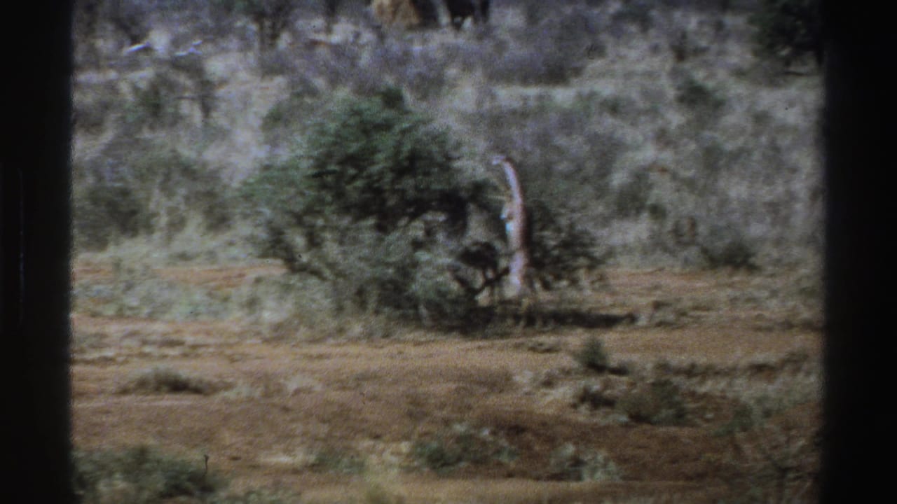 1969 South Africa 8mm frame of a giraffe near a low tree in dry brushland, with soft grain and dark gate edges.