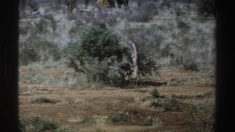 1969 South Africa 8mm frame of a giraffe near a low tree in dry brushland, with soft grain and dark gate edges.