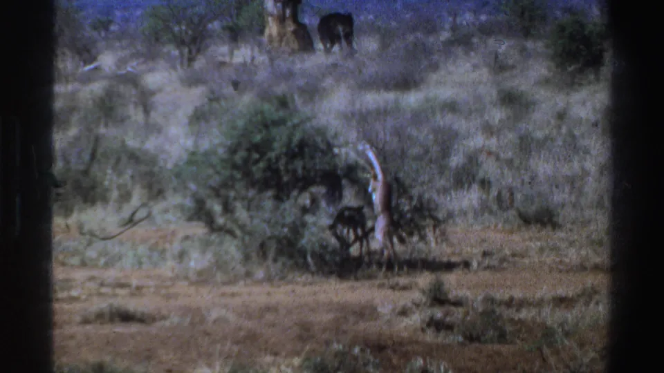 1969 South Africa wildlife frame showing a giraffe near a bush and a distant dark elephant on higher brushland.