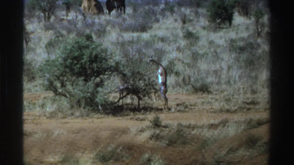 1969 South Africa 8mm frame of a giraffe reaching near a shrub in dry savanna, with distant wildlife shapes behind.