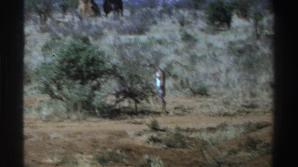 Final 1969 South Africa frame shows the giraffe partly obscured by a shrub in arid brushland on soft 8mm film.