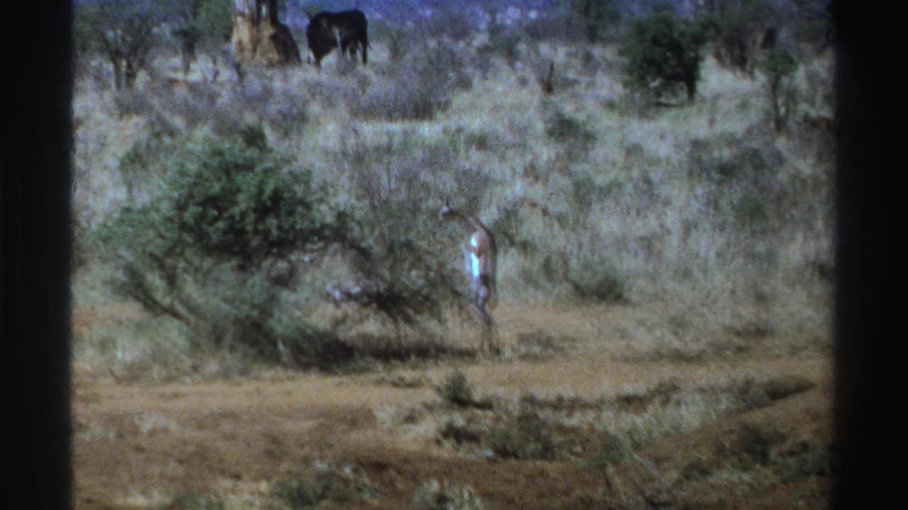 Distant person in light clothing near a bush with dark animals in dry grassland behind.
