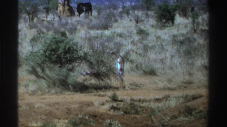 1969 South Africa 8mm frame showing a distant person beside bushland, with large dark animals in the background and dry savanna vegetation.
