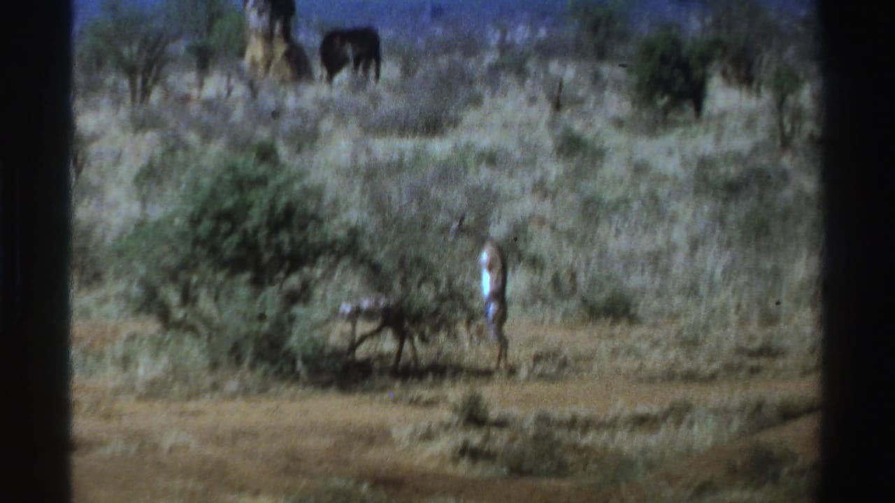 Person standing beside a bush in dry grassland with large dark animals in the distance.