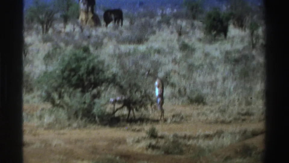 1969 South Africa 8mm frame with a distant person at the edge of a bush and large dark animals set back among trees and dry grass.