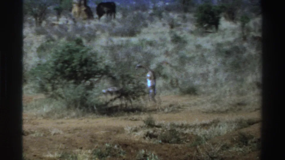1969 South Africa home-movie frame showing dry bushland, a distant person in light clothing, and large dark animals behind scattered trees.