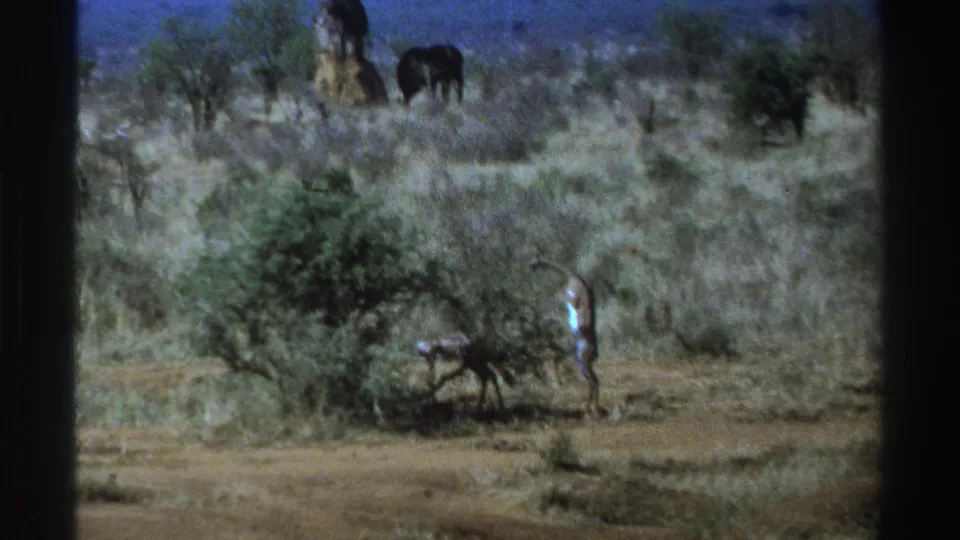 1969 South Africa 8mm frame showing a person near a rounded bush, with dry grassland, scattered trees, and large dark animals beyond.
