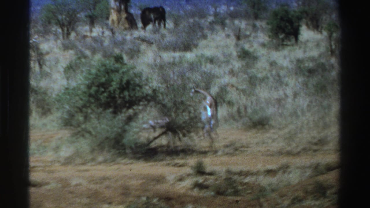 Young giraffe stretching beside a bush in dry savanna with distant giraffes behind it.