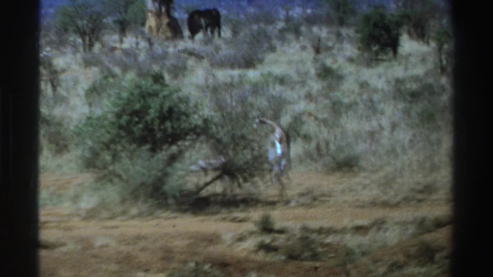 1969 South Africa 8mm frame showing a young giraffe near a bush in dry savanna, with adult giraffes grazing in the background.
