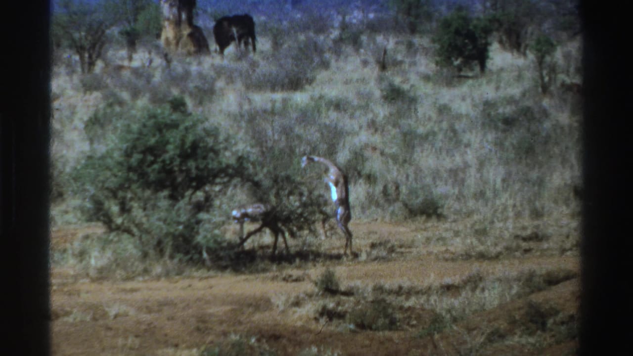 Young giraffe upright near a bush, with adult giraffes in the background.