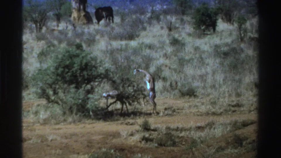 1969 South Africa home-movie frame of a young giraffe standing high near scrub, with distant giraffes across the dry landscape.