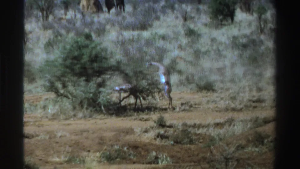 Soft 8mm frame from 1969 South Africa showing a young giraffe beside a bush in dry savanna, with background vegetation and film grain.