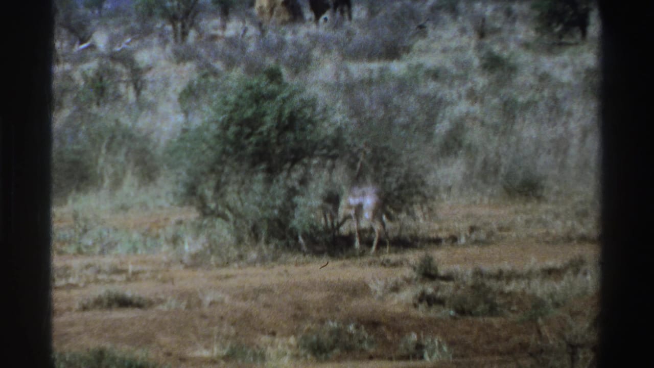 Small antelope-like animal grazing beside a shrub in dry savanna with dark film borders.
