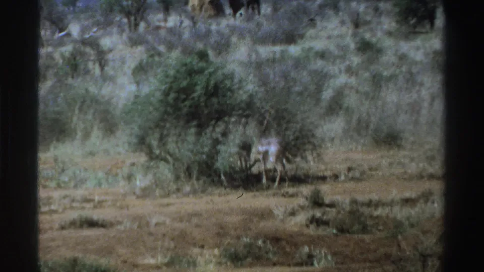 1969 South Africa 8mm frame showing a small pale antelope-like animal near a bush in dry savanna, with a larger dark animal in the background.
