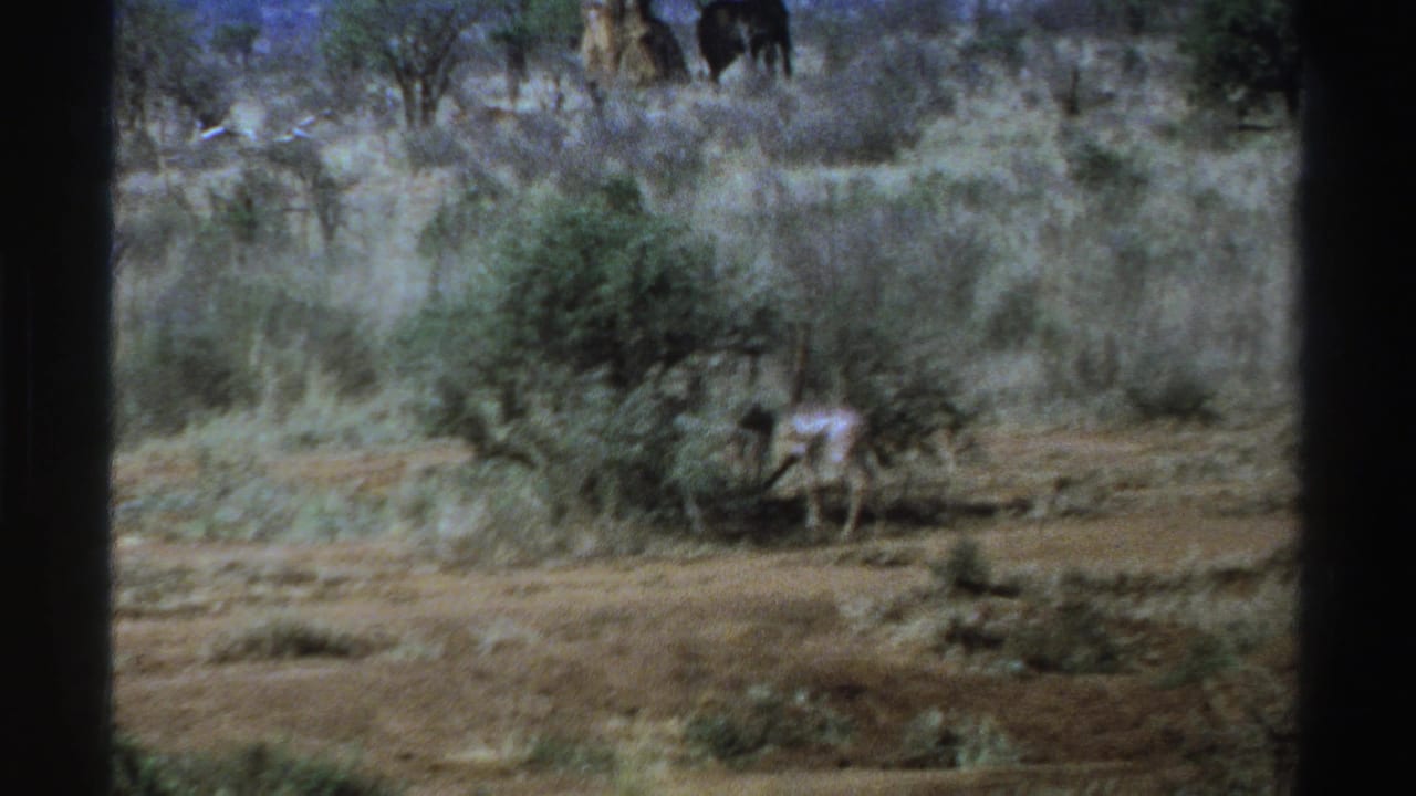 Small grazing animal near a bush in dry grassland, with trees and a dark animal behind it.