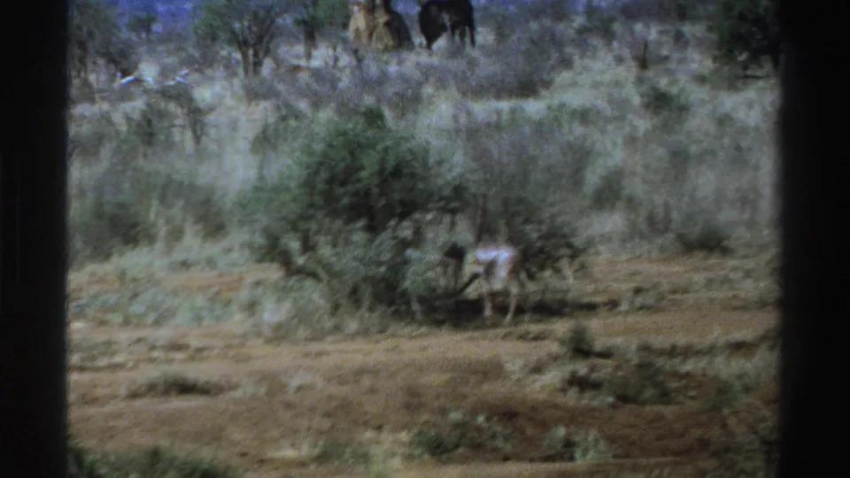 1969 South Africa home-movie frame of a small antelope-like animal by a shrub in dry savanna, with soft focus and visible film edges.
