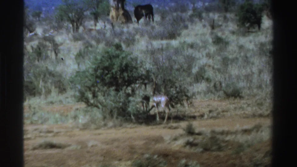 1969 South Africa 8mm frame with a small antelope-like animal near brush, dry grasses, scattered trees, and dark home-movie borders.