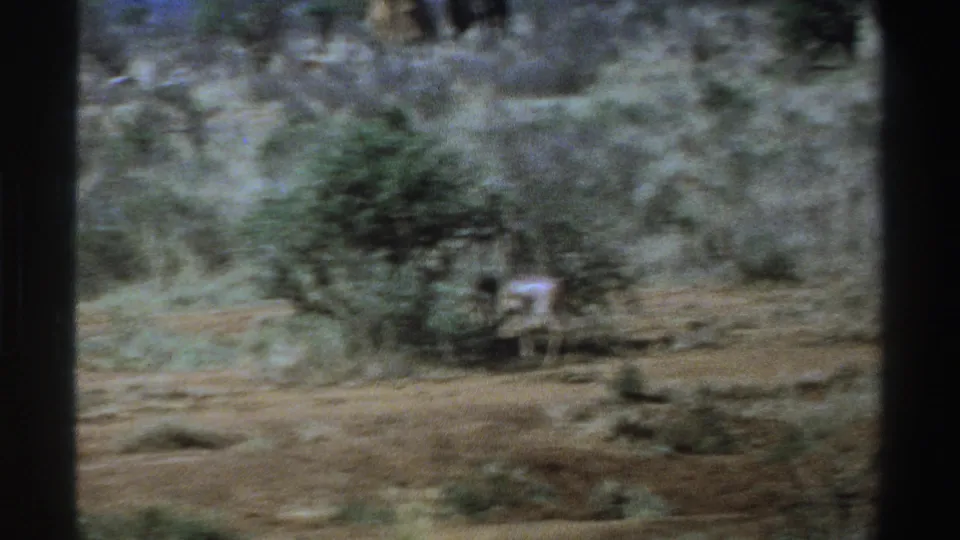 1969 South Africa home-movie frame showing a blurred small antelope-like animal near a shrub in dry savanna vegetation.