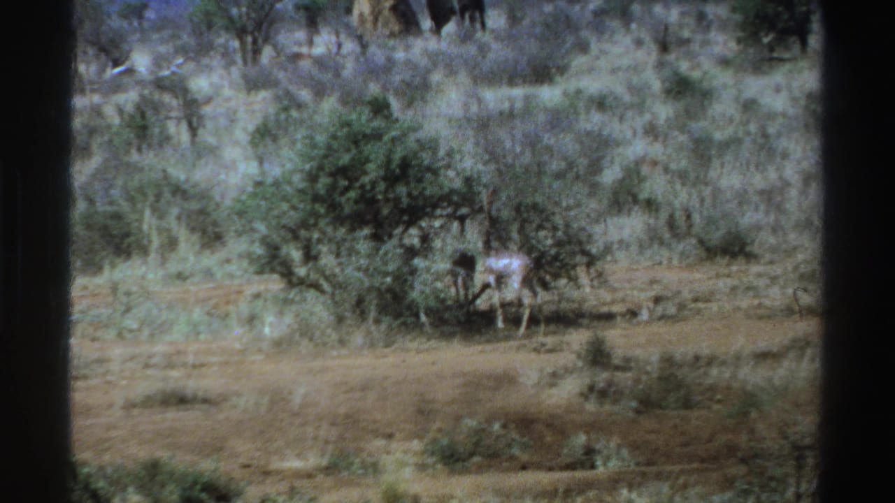 Two grazing animals near a bush in dry scrubland.