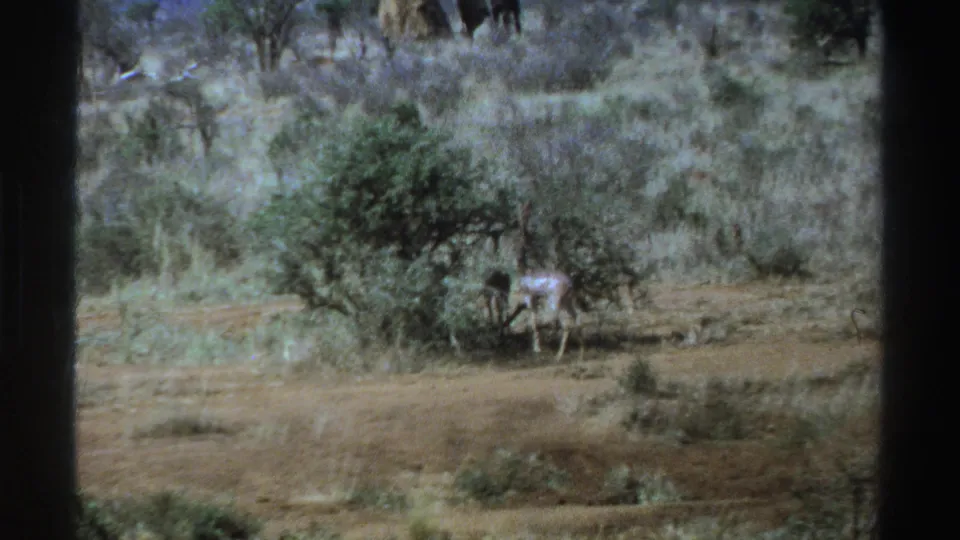 1969 South Africa 8mm frame showing two grazing animals near a leafy bush in a dry scrub landscape.