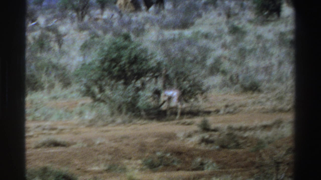 Animals partly obscured by a bush in dry vegetation.