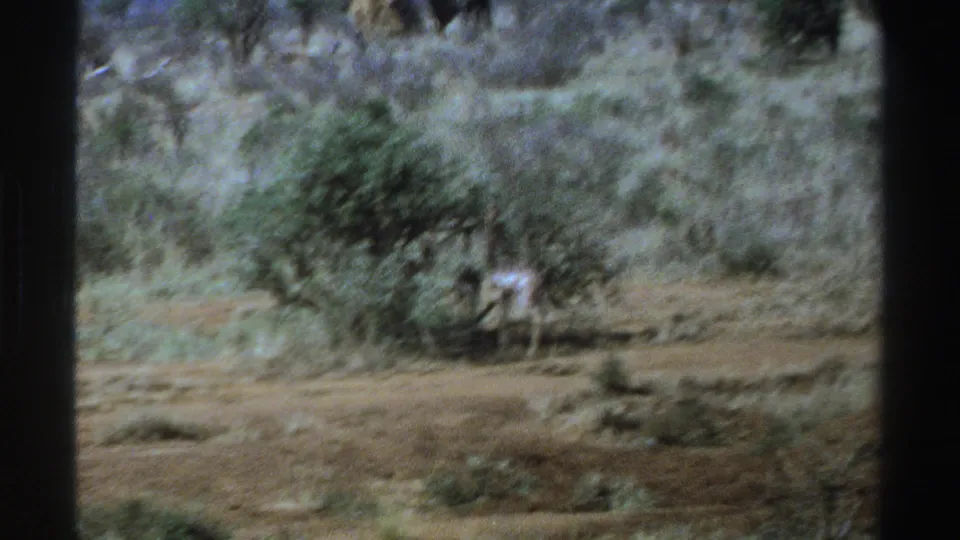 1969 South Africa 8mm frame with grazing animals partly hidden by a bush amid dry scrubland.