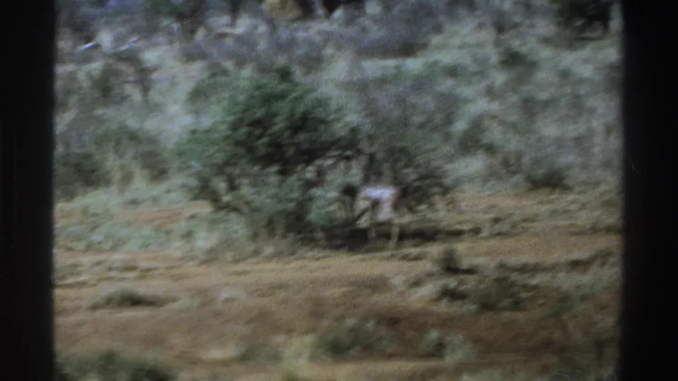 1969 South Africa 8mm frame showing animals beside a bush in a dry savanna-like landscape.
