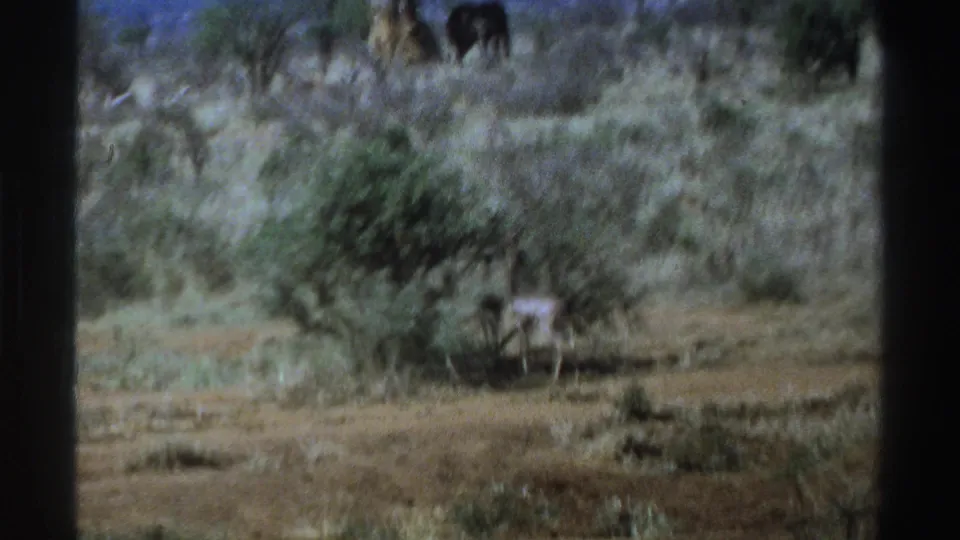 1969 South Africa 8mm frame showing a dark animal partly obscured by brush in dry scrubland.