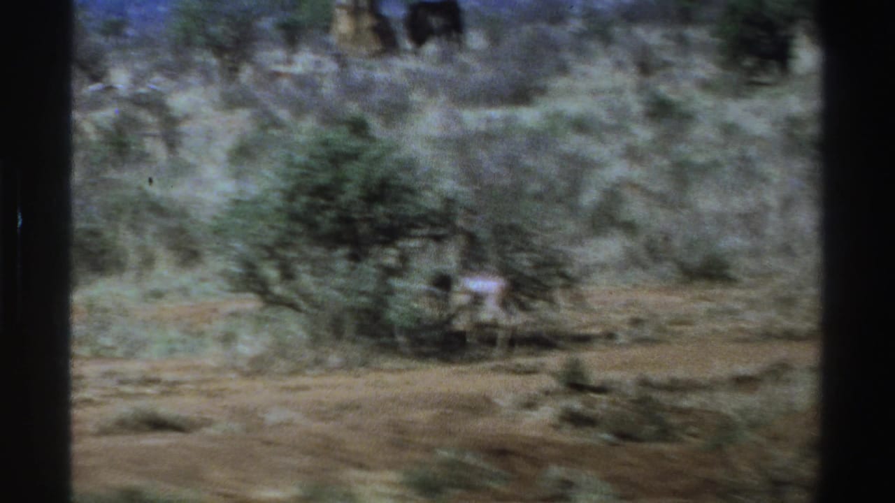 Scrubland with a dark animal near the upper edge of the frame.