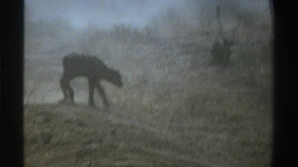 Faded 8mm frame from 1969 South Africa showing a dark animal grazing or walking through dusty scrub.