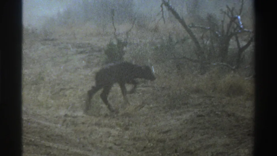 1969 South Africa 8mm frame showing a dark animal walking beside brush on dry, pale ground.