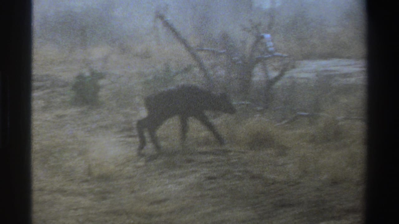 1969 South Africa 8mm frame of a solitary dark animal crossing dry savanna ground near leafless branches and pale haze.