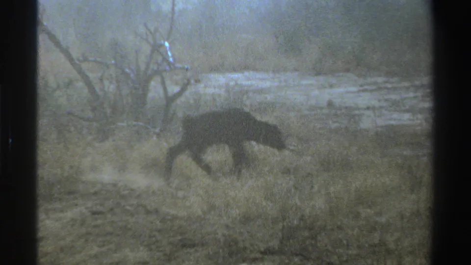 1969 South Africa 8mm frame showing a solitary animal in profile against dry grass, branch silhouettes, and hazy open ground.