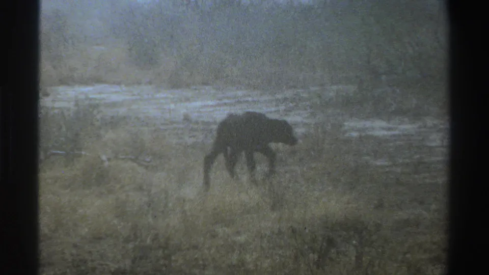 1969 South Africa 8mm frame of the lone animal partly obscured by grass, with pale terrain and distant brush behind it.