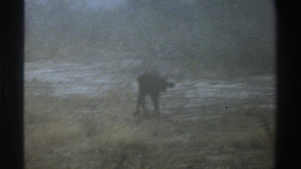 A dark animal stands or moves across a foggy grassy field with trees in the background.