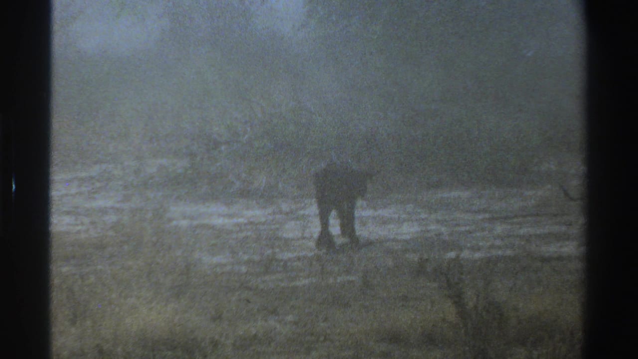 A dark animal is seen farther right in a misty open field with low vegetation behind it.