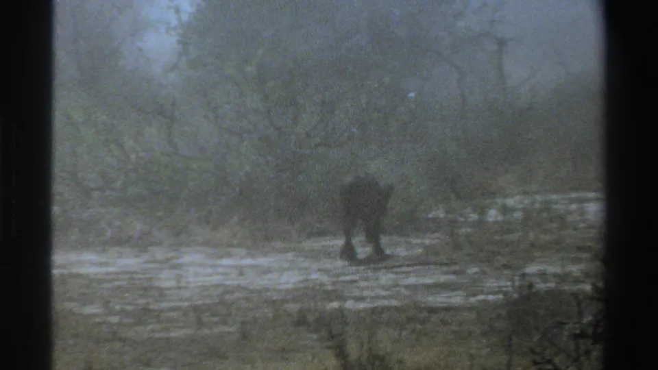 A dark animal is low to the ground in a hazy grassy area, framed by soft 8mm grain and faint background trees.