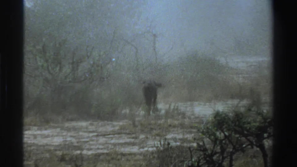 Near the end of the South Africa 1969 clip, the dark animal moves through haze and low vegetation in a muted rural field.