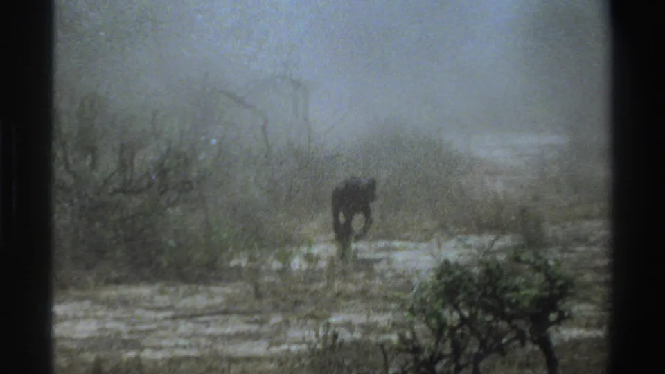 1969 South Africa 8mm frame showing a lone small animal partly silhouetted in smoke among low scrub and uneven open ground.