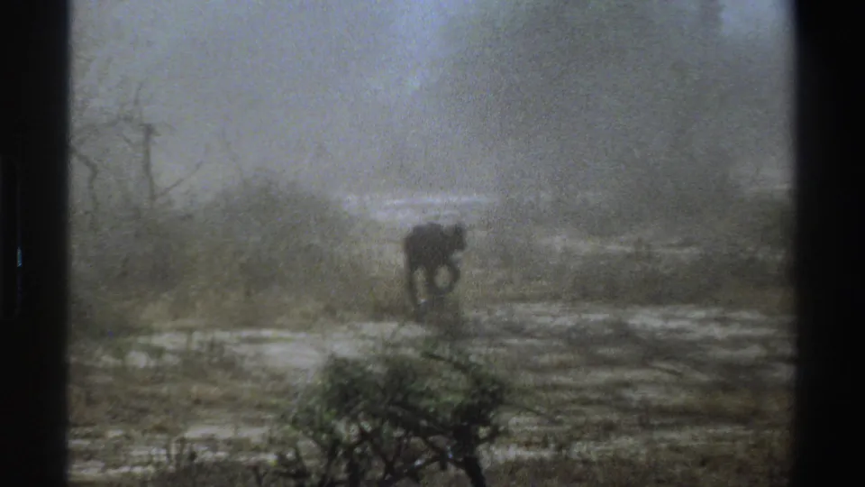 1969 South Africa 8mm frame with a lone animal walking through a smoke-filled bush landscape, seen at a distance.