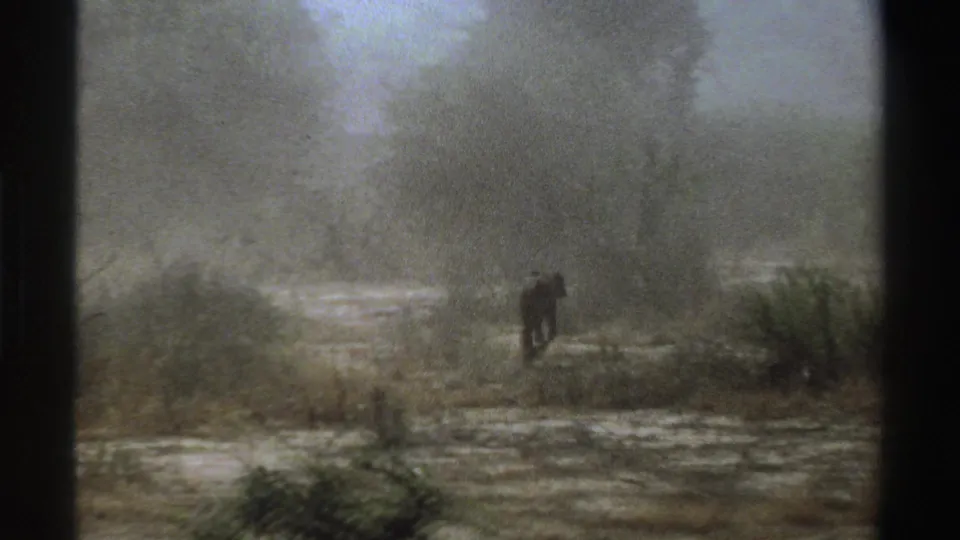 1969 South Africa 8mm frame showing the animal near low brush, with smoke and soft focus obscuring the background.