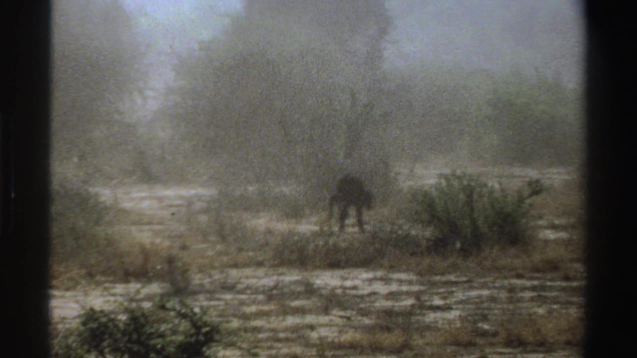 In 1969 South Africa home-movie footage, a small dark cub-like animal stands in hazy brushland beyond dry grass and low shrubs.
