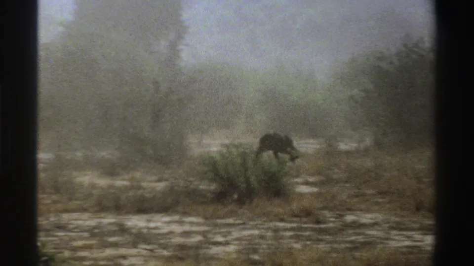 The small dark animal appears beside low vegetation in a misty South African landscape, seen through soft 8mm grain.