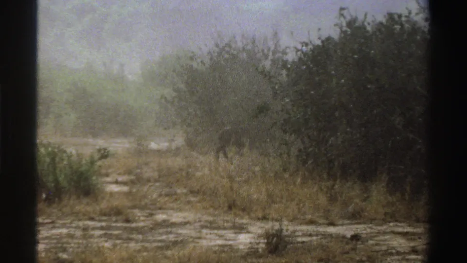 A distant dark animal is partly hidden by brush in the grainy 1969 South Africa landscape, with dry grass and trees filling the frame.