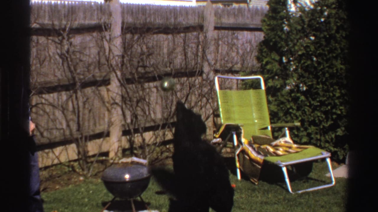 A black dog stands in a backyard garden near a green metal-framed lawn chair, a small charcoal grill, shrubs, and a wooden fence.