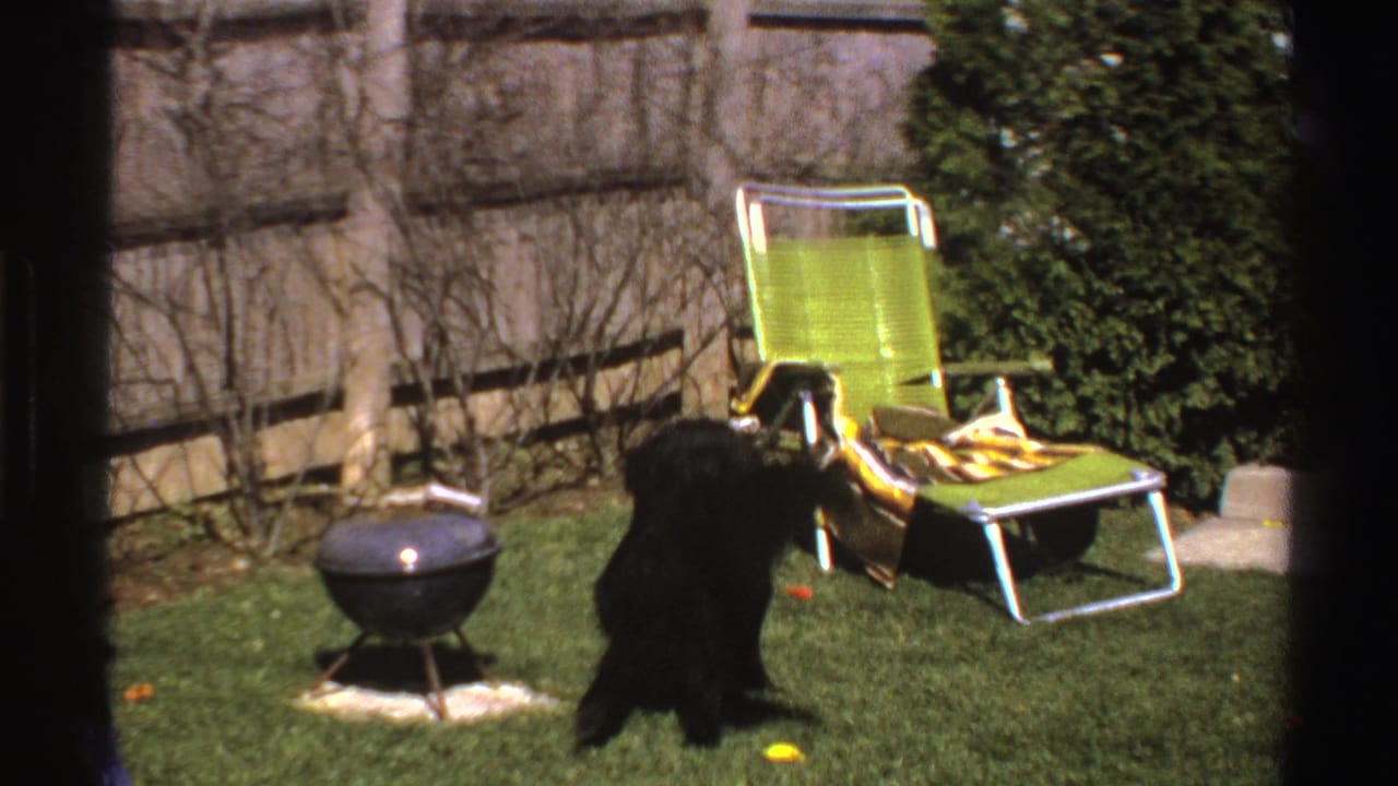 The black dog moves across the grass in the same Michigan backyard, with a green lounge chair, small charcoal grill, fence, and shrubs behind it.